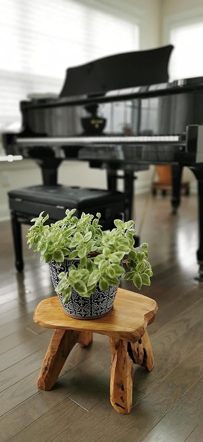 THY COLLECTIBLES Natural Tree Stump Stool Live Edge Cedar Wood Plant Stand, Stool, Garden Bench, Side Table L13 x W11 x H9.5