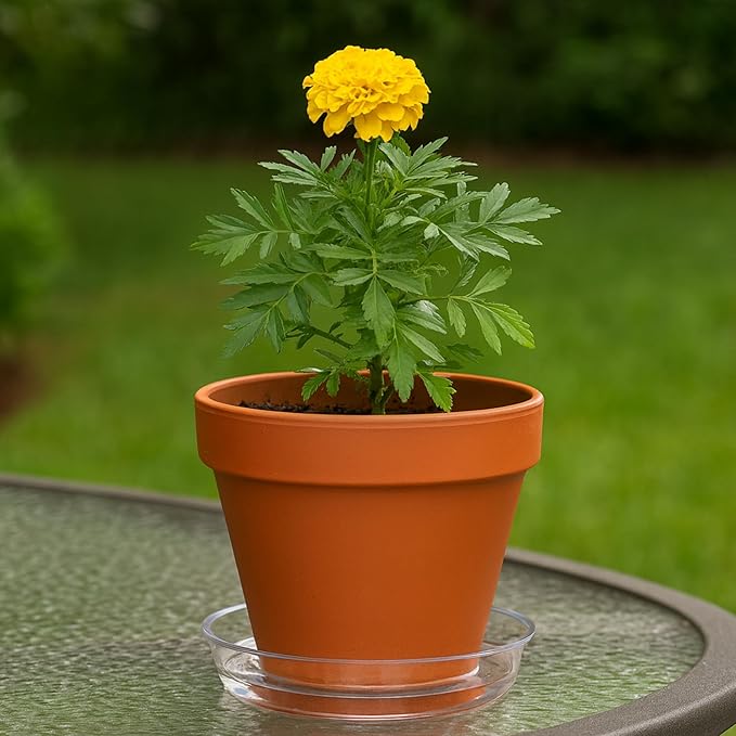 Curtis Wagner Plastics Drip Pan Plant Saucers (5-Pack) - Clear, Round (Diameter: 13" Base, 14" Top, 1.25" Depth) Thin Plastic Planter to be Used as Indoor Pot & for Outdoor Plant Pots