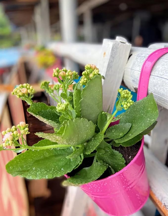 Vintage Hanging Cup Holders with Removable Hooks -5 Pack Metal Iron Buckets Hanging Flower Pots Wall Fence Hanging Planter-Storage Box, Drainage Holes -5''Diameter Vase Decoration (Rose Pink)