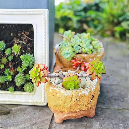 MIDELONG 0.44Lb Succulents and Cactus Bonsai DIY Rocks, Jade Bean Pebbles Natural Decorative Polished Stones Vase Fillers Gravel River Rocks for Indoor Plants,Terrarium,Fairy Gardening (6mm-9mm)