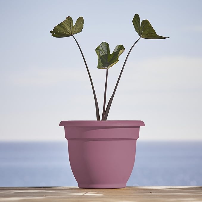 Bloem Ariana 16" Dusty Rose Round Self-Watering Resin Planter Pot - Rolled Rim Indoor and Outdoor Gardening Planter