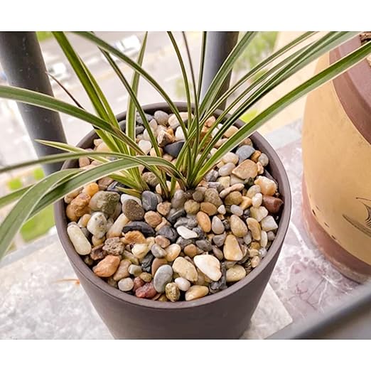 7lb 1/4" Polished Pebbles for Plants Potting,Succulents Aquarium Fish Tank Vases-Decorative River Rocks Garden Gravel Stones