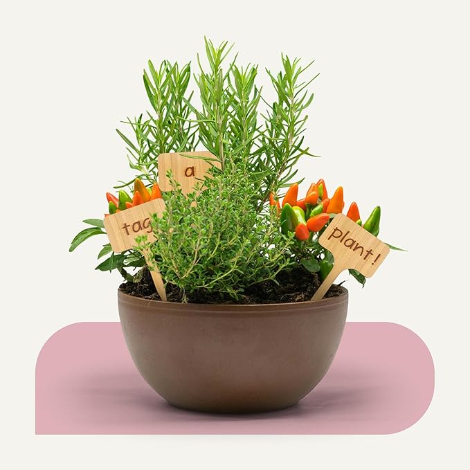 Bamboo Plant Labels, Eco-Friendly Garden Tags | 7" Long T-Type Wooden Garden Markers | 100% Natural, Biodegradable | for Labeling Herbs, Seedlings, Vegetables, Cheeses, Appetizers, Desserts | 50 pcs