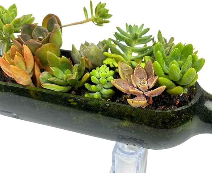 Wine Bottle Planter Vase with Stand, Wine Bottle Succulent Planter Pots for Plants/Cactus/Flower,Glass Candle Holder Vase, Glass Fruit Salad Tray, Without Plant