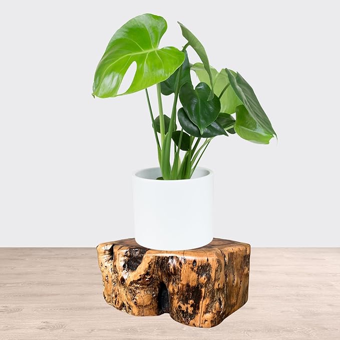 THY COLLECTIBLES Natural Tree Trunk Stump Stool with Live Edge Solid Wood Plant Stand, Stool, Garden Bench, Side Table, End Table (D10 in x H4 in)