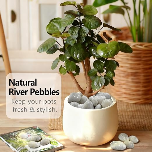 5LB White River Rocks, High Polished 1–2 inch Decorative Pebbles for Indoor Plants, Aquarium & Fish Tank Rocks, Garden Landscaping Stones, Vase Fillers, Lava Rocks for Plants & Pathway Decor