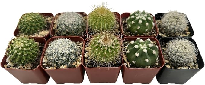Sprout N Green Live Cactus Plants, 10 Pack Assorted Real Cacti Potted in 2" Starter Pot with Soil Mix, Rare Small Indoor House Plants for Home Garden Wedding Decor Party Favor