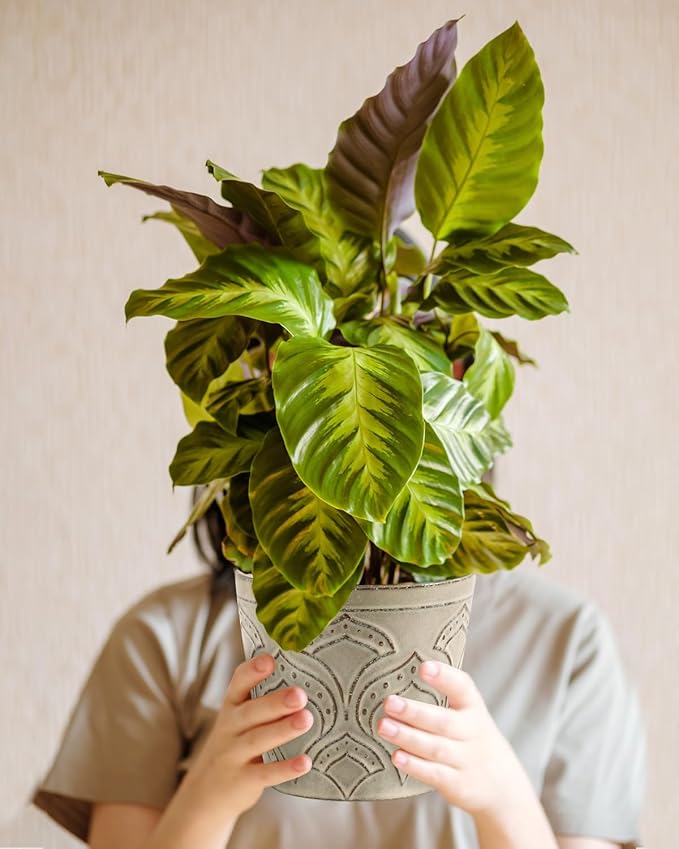 Plant Pots, Planters Pots for Indoor Plants 5.5 Inch Ceramic pots for Plant *2, Flower Pots with Drainage, Planters for Indoor Plants, Small Pots for Plant, Cement Gray