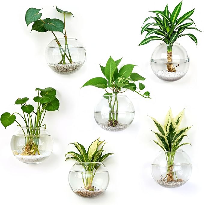 DomeStar 6PCS Wall Vases, Clear Planter Terrarium Station Wall Mounted Hanging Glass Vases for Home Office Living Room Decor Hydroponics Plants Propagation