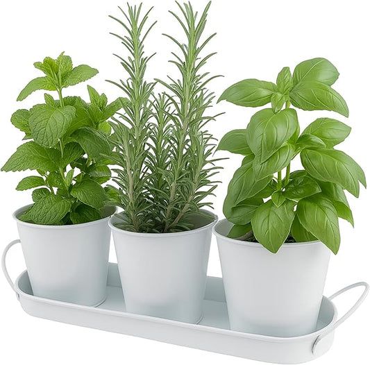 Herb Garden Planter Set – 3-Pcs Set Galvanized Metal Herb Planters for Indoors Plants with Tray – Indoor Plant Pots for Apartment Window, Balcony, Garden – Potting Pots for Herbs and Flowers