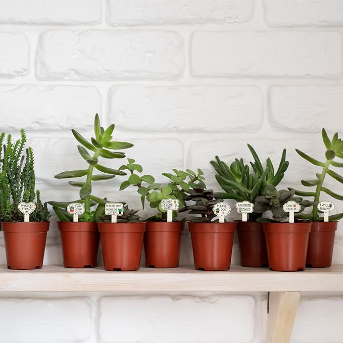 15pcs Funny Plant Stakes Garden Plants Markers Wooden Plants Labels Tab Funny Signs with Stake for Outdoor Indoor Patio Supplies Novelty Gifts Garden Potted