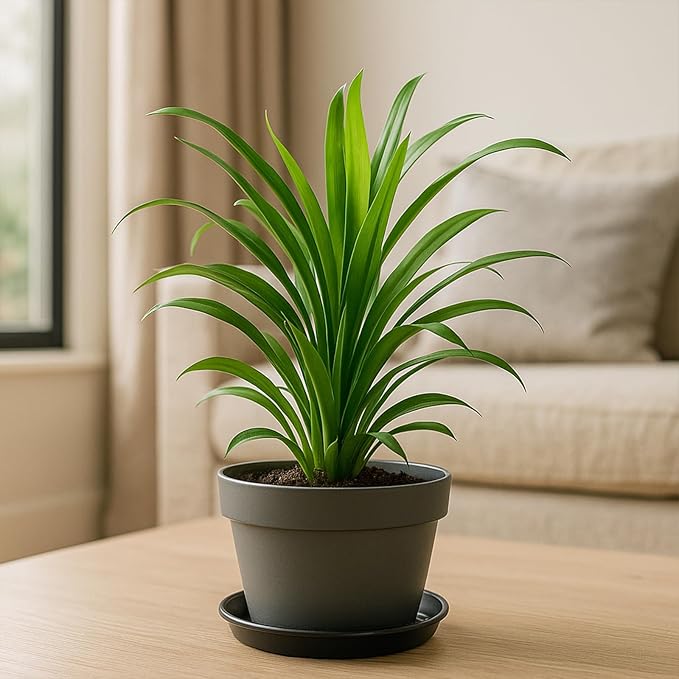 30 Pack Plant Saucer 4 Inches Plant Trays for Pots Plastic Round Drip Trays Flower Pot Saucers Black Planter Water Tray Plant Drainage Tray, Black
