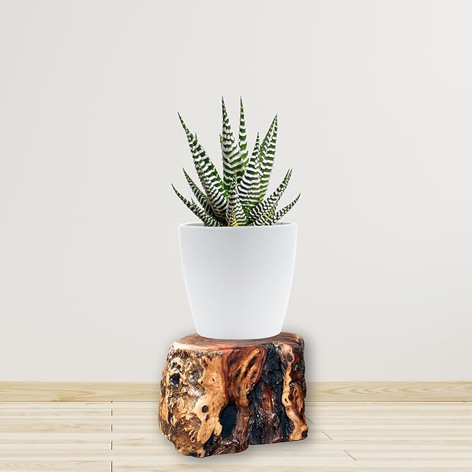THY COLLECTIBLES Natural Tree Trunk Stump Stool with Live Edge Solid Wood Plant Stand, Stool, Garden Bench, Side Table, End Table (D11in x H6in)