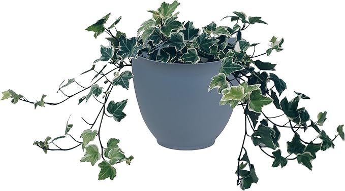 The HC Companies 8 Inch Garden Wall Planter - Plastic Hanging Plant Pot for Indoor Outdoor Flowers, Herbs, Slate Blue (Pack of 2)