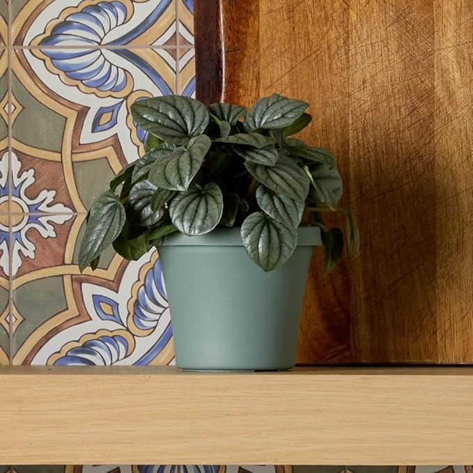 Bloem Terra 6" Diameter Round Basil Resin Planter Pot with Drainage Holes for Indoor and Outdoor Gardening