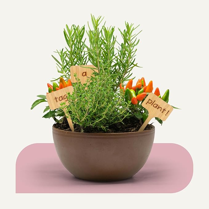 Bamboo Plant Labels, Eco-Friendly Garden Tags | 4" Short T-Type Wooden Garden Markers | 100% Natural, Biodegradable | for Labeling Herbs, Seedlings, Vegetables, Cheeses, Appetizers, Desserts | 50 pcs
