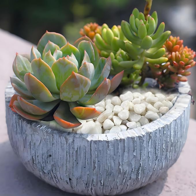 2 Pounds White Pebbles for Indoor Plants, 3/8 Inch Polished White Rocks, Decorative River Rocks for Potted Plants Vase Cactus Bird Bath and Outdoor Garden Landscaping