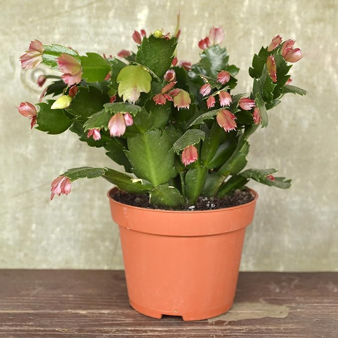 Christmas Cactus Potting Soil Mix 2qt, Ideal for Succulents, Christmas Cacti, and Other Indoor Potted Plantings