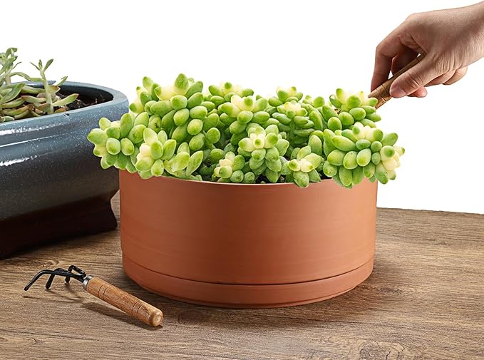 JUXYES 10 Inch Terracotta Shallow Pot with Holes and Saucers, Round Cylinder Succulent Planter Clay Flower Pots for Indoor and Outdoor Use, Decorative Bonsai Succulent for Mini Foliage Plants Orchids