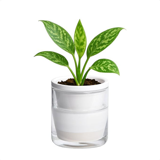 D'vine Dev 4 Inch Design Self Watering Planter for Indoor Plants, White Terracotta Pots with Cylinder Glass Cup, 37-X-A-2