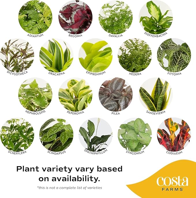 Costa Farms Live Indoor Plants in Decorative Pots, Easy to Maintain, Air Purifying Houseplants, Assorted Varieties, Room or Home Decor, House Warming Gift, 8-12 Inches Tall, Pack of 3
