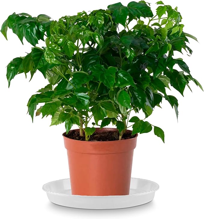 HAKZEON 12 Pack 14 Inch Round Plant Saucers, Clear Plastic Plant Saucer Drip Tray, Heavy Sturdy Plant Trays, Planter Flower Pots Saucers for Indoors, Outdoor, Garden