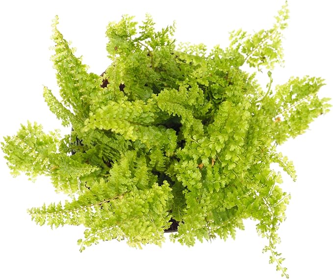 Mini Ferns for Terrariums/Fairy Garden - Live Plants - 5 Different Plants-2" Pots
