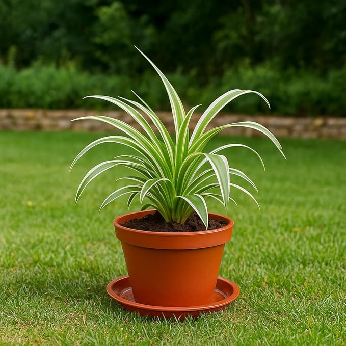 30 Pack Plant Saucer 6 Inches Plant Trays for Pots Plastic Round Drip Trays Flower Pot Saucers Black Planter Water Tray Plant Drainage Tray, Red