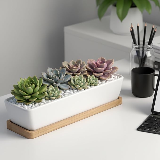 White Ceramic Succulent Planters, Indoor and Outdoor Succulent Planters, Set of 2 Cactus Containers, Bonsai Pots, Flower Pots with Drainage Hole and Bamboo Bowl (No Plant)