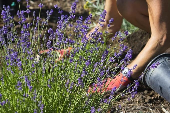 Gardenera Lavender Potting Mix - Create a Tranquil Garden Retreat with Thriving Lavender - 20 QUARTS
