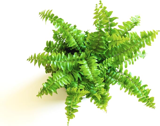 Mini Ferns for Terrariums/Fairy Garden - Live Plants - 5 Different Plants-2" Pots