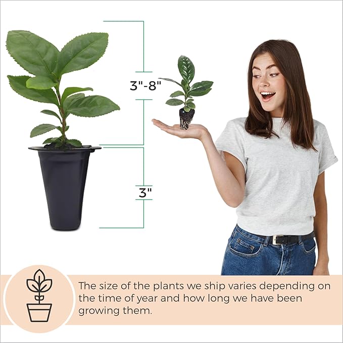 Camelia Tea Plant (4 Pack) | Real Live Plant for Sale | Perfect for Tea Lovers | Hardy and Easy to Grow for Planting | Grow Organic Tea Leaves at Home | Great for Indoor or Outdoor Gardens