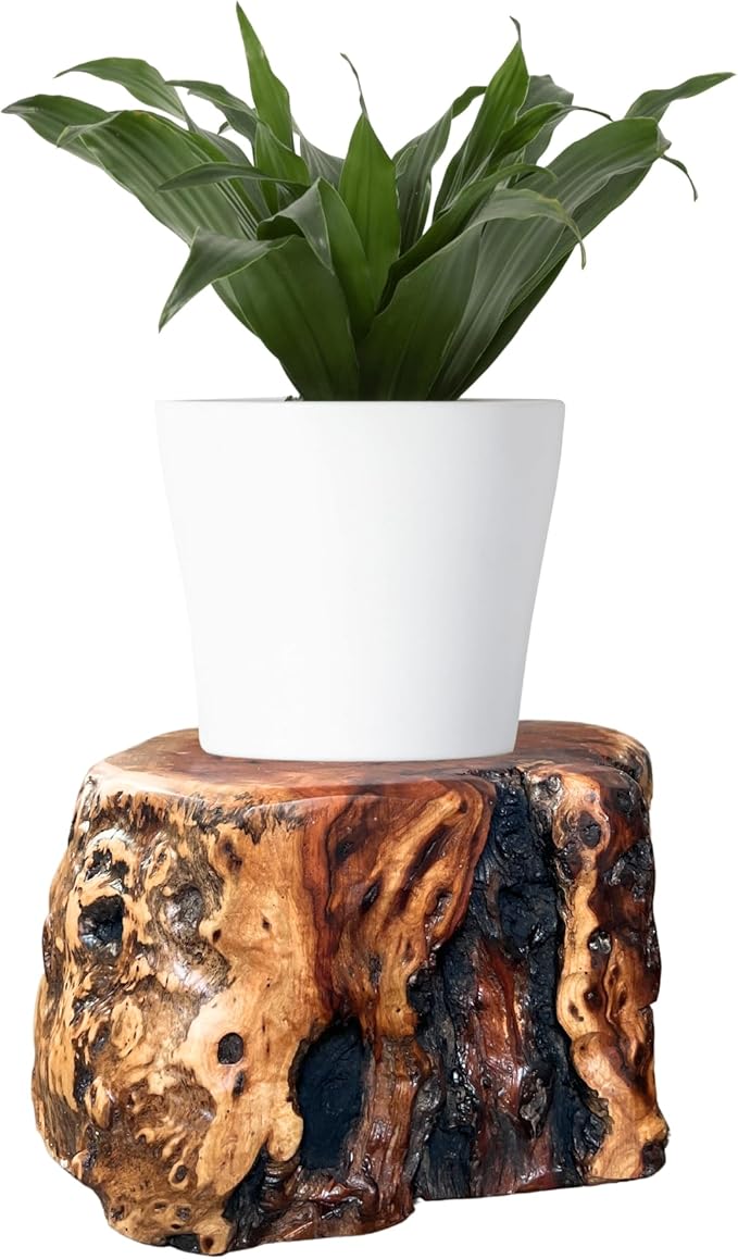 THY COLLECTIBLES Natural Tree Trunk Stump Stool with Live Edge Solid Wood Plant Stand, Stool, Garden Bench, Side Table, End Table (D11in x H6in)