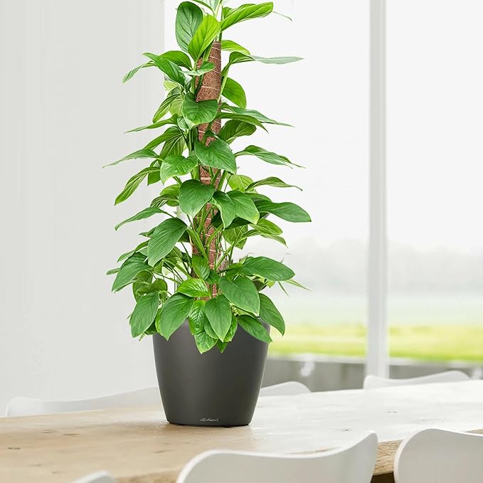 GROWNEER 24 Inch Moss Pole for Plants Indoor, 2 Pcs 15 Inch Stackable Coir Totem Monstera Support, Moss Sticks with 15pcs Labels and 78in Garden Ties, Stake for Climbing Snake Plants Indoor