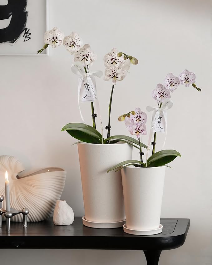 Bamworld Plant Pots Planters for Indoor Plants Flower Pots with Drainage Holes 5.5/6.5 Inch Set of 2 Plastic Planters for Outdoor Plants Garden Pots for Office Room Home Decor White