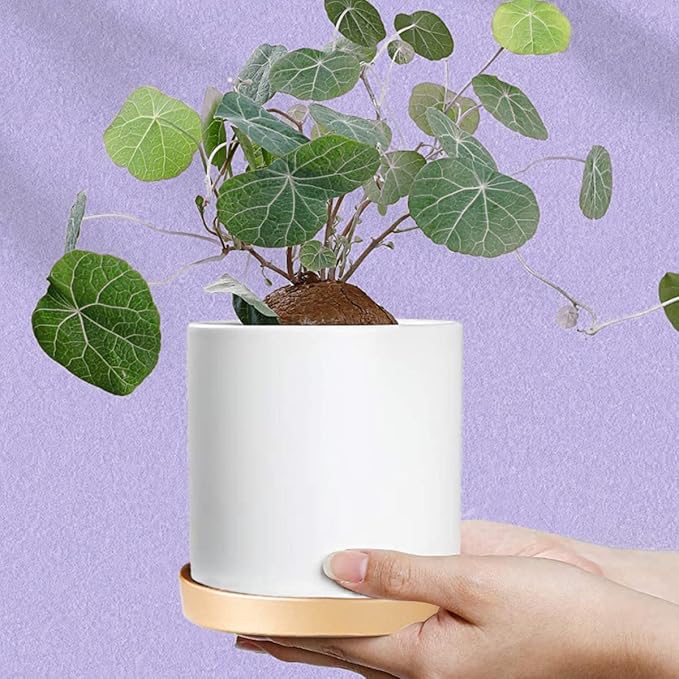 Round 4 Inch Ceramic Plant Saucer Drip Tray Set of 2 for Indoor Small Flower Pots Home Garden Outdoor Flower Plant Pot,Gold Saucers