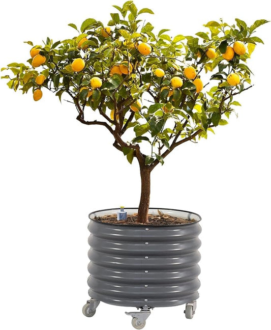 Rolling Metal Citrus Tree Planter, Self-Watering Round Large Pot for Growing Trees Tomatoes Vegetables and Flowers, Raised Garden Bed with Wheels for Porch Patio & Backyard, Single Pack-Modern Gray