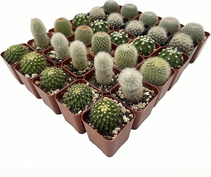 Sprout N Green Live Cactus Plants, 30 Pack Assorted Real Cacti Potted in 2" Starter Pot with Soil Mix, Rare Small Indoor House Plants for Home Garden Wedding Decor Party Favor