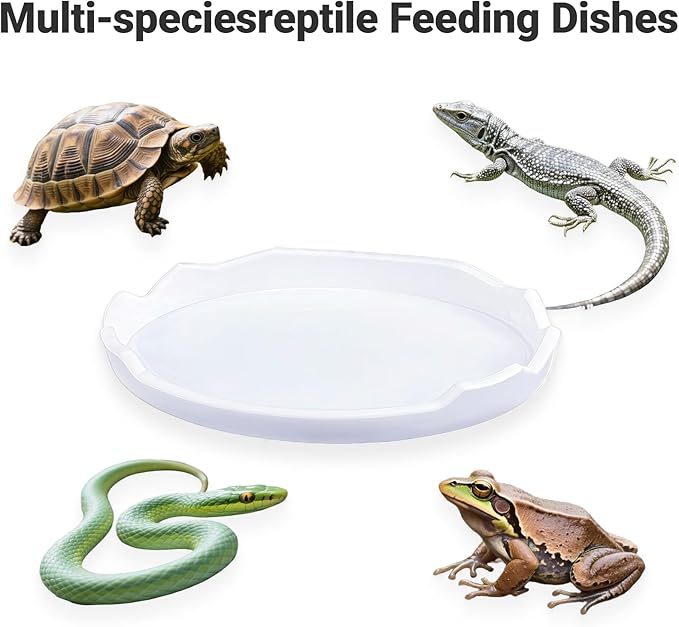 2 Pack Snail Food and Water Bowl，atural Design Food Bowl for Pet Snails, Garden Snails Pet Land Snail Supplies(White)