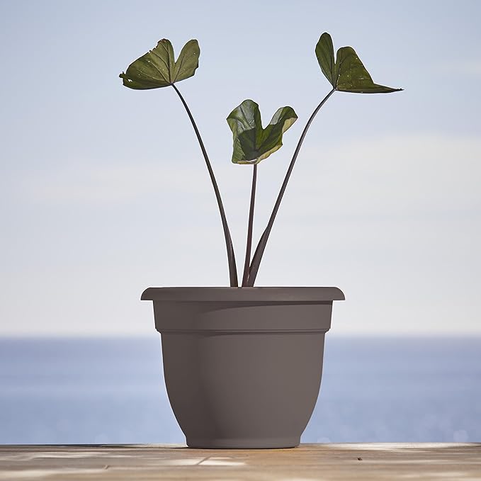 Bloem Ariana 12" Peppercorn Round Self-Watering Resin Planter Pot - Rolled Rim Indoor and Outdoor Gardening Planter