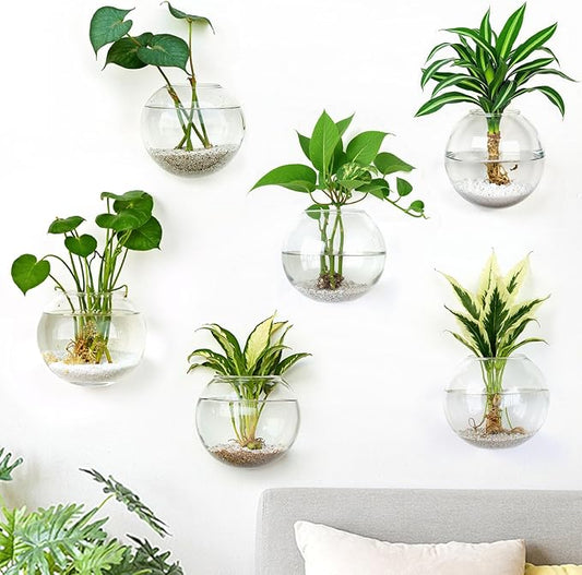 DomeStar 6PCS Wall Vases, Clear Planter Terrarium Station Wall Mounted Hanging Glass Vases for Home Office Living Room Decor Hydroponics Plants Propagation