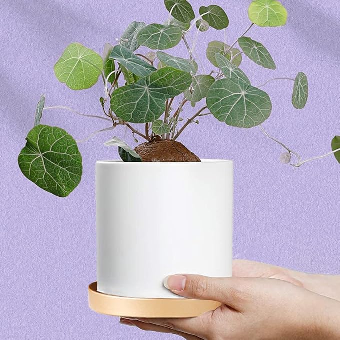 7 Inches Round Ceramic Plant Saucer Drip Tray Set of 2 for Indoor Small Flower Pots Home Garden Outdoor Flower Plant Pot,Gold Saucers
