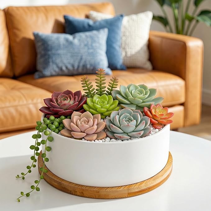 White Ceramic Succulent Plant Pots, Set of 2 Round Planter Small Cactus Container, Bonsai Pots, Succulent Pots with Drainage Hole& Bamboo Tray (No Plant)