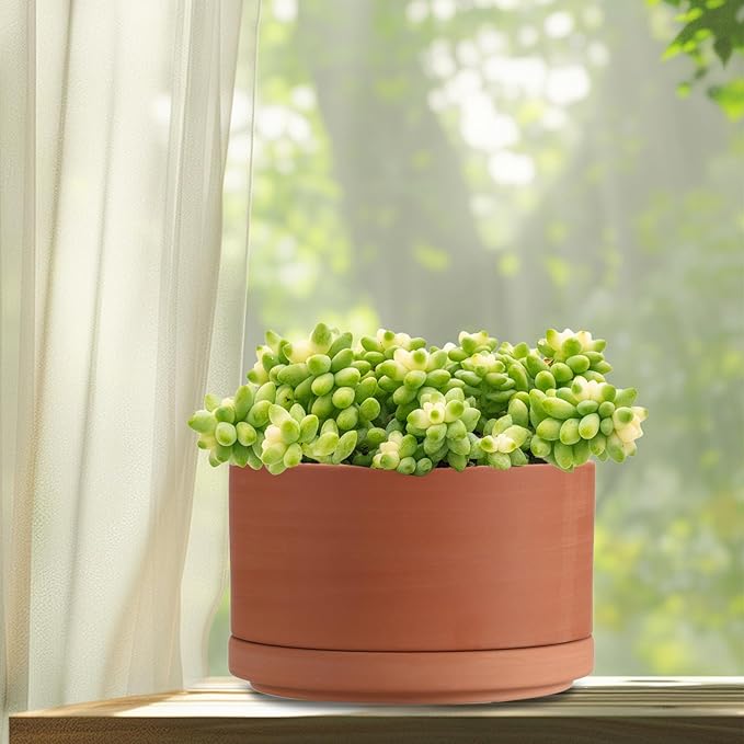 JUXYES 6 Inch Terracotta Shallow Pot with Holes and Saucers, Round Cylinder Succulent Planter Clay Flower Pots for Indoor and Outdoor Use, Decorative Bonsai Succulent for Mini Foliage Plants Orchids