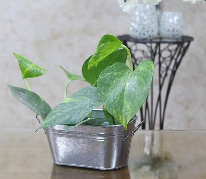 Hosley Set of 3 Galvanized Oval Planters 8 Inches Long with Handles, Rustic Charm for Floral Arrangements Indoor and Outdoor Gardening D cor