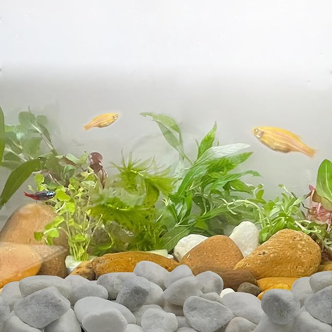5 lbs White Matte Rocks for Plants, 2-3 Inch Large Pebbles for Indoor Plants, Decorative River Stones for Succulent, Landscaping, Vases, Crafting and Garden
