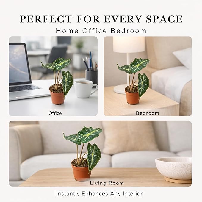Alocasia Polly Variegated Live Plant – Rare Variegata Elephant Ear with Striking Green and White Leaves – Rooted Indoor Tropical Live Houseplant for Home, Office, Garden & Gift (Heat Pack Included)