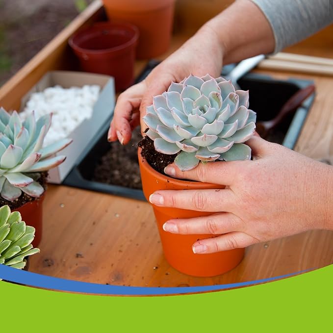 Succulent and Cactus Soil Potting Mix 1qt-Premium Breathable & Fast Draining for Healthy Plants