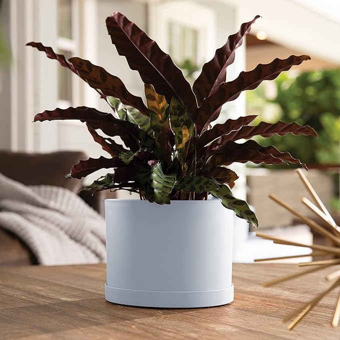 Bloem Mathers Planter w/Saucer Tray 8" Misty Blue (Pack of 3)