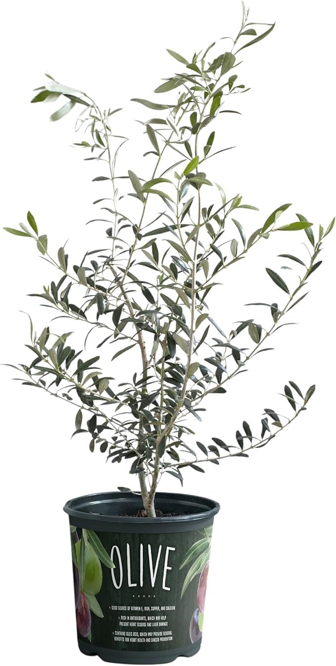 American Plant Exchange Live Arbequina Olive – 6-Inch Pot, Edible Tree, Cold Hardy, Self-Pollinating, Indoor or Outdoor Evergreen for Mediterranean Gardens and Containers